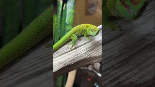 229 Day Gecko Sound🦎 [upl. by Eskill]