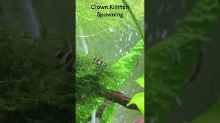 Clown Killifish Spawning killifish spawning aquarium aquariumfish breeding EpiplatysAnnulatus [upl. by Klehm]