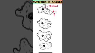 Nutrition Of Amoeba viral trending shortsvideo ytshorts biology ScienceByDeeba [upl. by Anaibaf251]