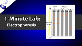 Electrophoresis [upl. by Horst738]