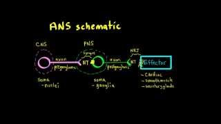 Schneid Guide to Autonomic Nervous System Anatomy Framework [upl. by Samuelson]