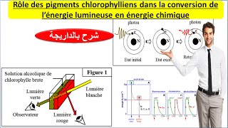 Rôle des pigments chlorophylliens dans la conversion de lénergie lumineuse شرح بالداريجة [upl. by Petrina]