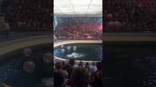 Dolphinarium Varna Bulgaria [upl. by Vaientina]