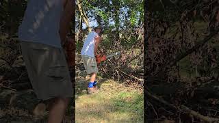 Chain sawing the tree [upl. by Christye]