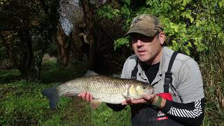 Avoiding the Blank 24 Part 13 Chub fishing at Throop on the Stour and some piking and carping [upl. by Litnahs332]