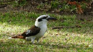 Kookaburra with whipbird audio [upl. by Hadleigh]