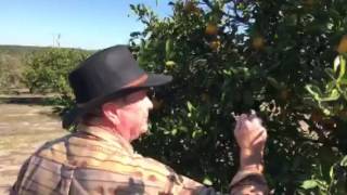 Picking Florida Oranges at Hilltop Citrus Grove [upl. by Willabella455]