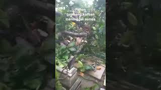 Kejadian siang tadi shorts fyp viralvideo viralshorts viralreels pohon tumbang komedi lucu [upl. by Elleraj133]