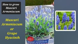 Easy tips How to grow Muscari armeniacum bulbs in container muscari armeniacum mickeymix888 [upl. by Bertina]