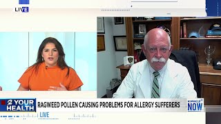 Ragweed alert How to reduce your allergy symptoms [upl. by Kemeny]