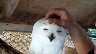 Snowy Owl Acceptance [upl. by Mountford]