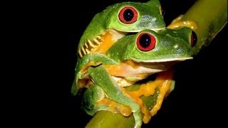 Breeding Red eye tree Frogs 153 eggs [upl. by Amliv678]