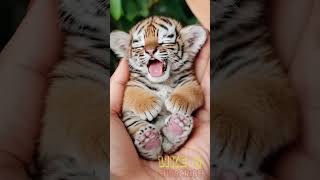 Adorable baby tiger moments 🐯 babytigers tiger wildlife cute adorable bigcat animals [upl. by Scotti]