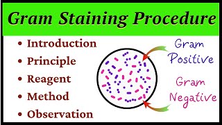 Gram Staining Procedure [upl. by Corley]