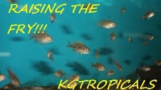 How to breed African Cichlids Part 7 quotRaising the fryquot [upl. by Diskin]