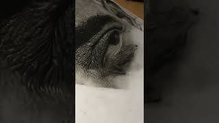 Hyperrealistic Sketch Tutorial shorts [upl. by Skinner86]