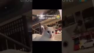 Bro heard Chinese and thought it was over XDmeme fyp viral funny tiktok krzeminski cat [upl. by Erodoeht]