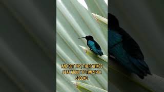 quotWatch the incredible hummingbird fly backwards in slow motion 🐦✨ Nature Hummingbird SlowMotionquot [upl. by Norse]