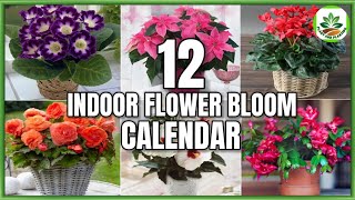 12 Indoor Flower Plants That Bloom According to 12 Months  Flower Bloom Calendar PlantandPlanting [upl. by Iaj]