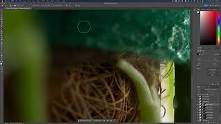 Vanilla vine focus stacking [upl. by Ybab]