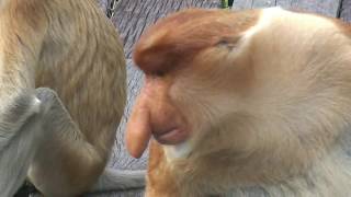 Proboscis Monkey Borneo Malaysia 2008 [upl. by Bartle]