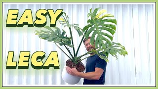 5 YEAR Old Thai Constellation Monstera to LECA Perlite  EASY SEMI HYDRO [upl. by Ahsircal581]