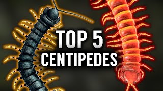 Top 5 BIGGEST Centipedes in the WORLD [upl. by Pul]