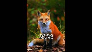 2024 Fox and 5000bce Fox mythical biology shorts viralvideo [upl. by Tore687]