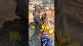 Monkeys eat bananas [upl. by Annel]