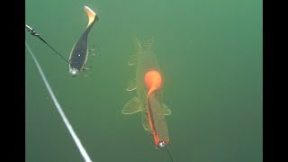 CWC Pig Shad Junior VS ILLEX Dexter shad Underwater Footage [upl. by Yrolam122]