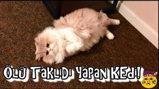 KEDI DENEYLERI Kedi Ölü Taklidi Yapmayı Öğreniyor  Cat Plays Dead [upl. by Blandina]