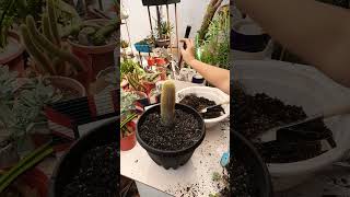 Succulent plant succulents plants cactus propagation homegarden tips care [upl. by Robinet974]