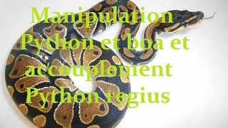 Manipulation Python et boa  accouplement Python regius  reproduction serpent [upl. by Gillespie]