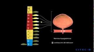 La micción 4  Fisiología de la micción [upl. by Tadio298]