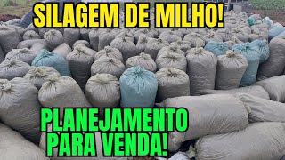 Silagem de MILHO Planejamento para venda [upl. by Sokil]