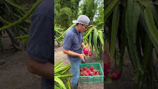 Forma correcta de cosechar pitahaya campo dragonfruit pitaya [upl. by Zendah]