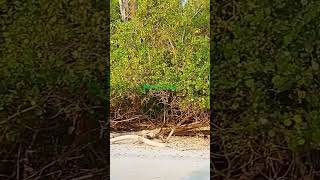 Low tide Havelock Island mangrove havelockisland [upl. by Nidnarb935]