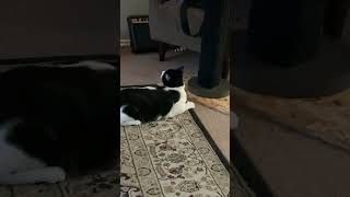 Stanley the Cat don’t need opposable thumbs cat catshorts catvideos [upl. by Ojadnama]