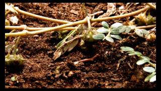 Weed Info How to Control Caltrop [upl. by Alyal401]