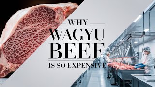 This is Why Wagyu Beef is So Expensive Modern Beef Processing Factory [upl. by Enelkcaj94]