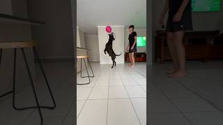 Cane Corso plays balloon 🎈 dog corsolove mastiff youtubeshorts shorts funny cute [upl. by Greenman]