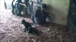 GaiaZOO  Gorilla Ayo is een wereldverkenner [upl. by Reed]