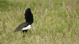 Bengal Florican Standing Display [upl. by Eikcin]