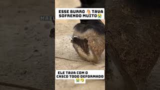 Esse burro tava sofrendo muito [upl. by Bernette]