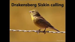 Drakensberg Siskin calling [upl. by Irish]