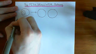 The PI3K  Akt  mTOR Pathway Part 1 [upl. by Aliber723]