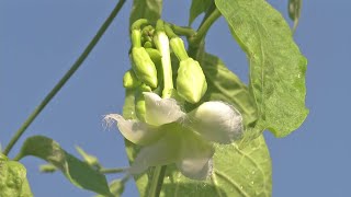 Hechos del Agro  Cultivo de loroco en San Lorenzo [upl. by Nnylkcaj608]