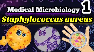 Staphylococcus aureus شرح بالعربي ميكروبيولوجي البكتيريا المسببه لالتهابات البروستاتا وحبوب الوجه [upl. by Tavis950]