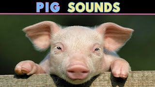 Pig Sounds  Squeaking amp Oinking  Learn The Sound A Pig Makes [upl. by Jaquith886]