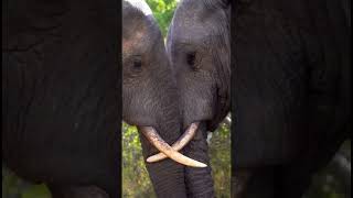 Rare Moment Two African Male Elephants Reconcile After a Fight [upl. by Deirdra]